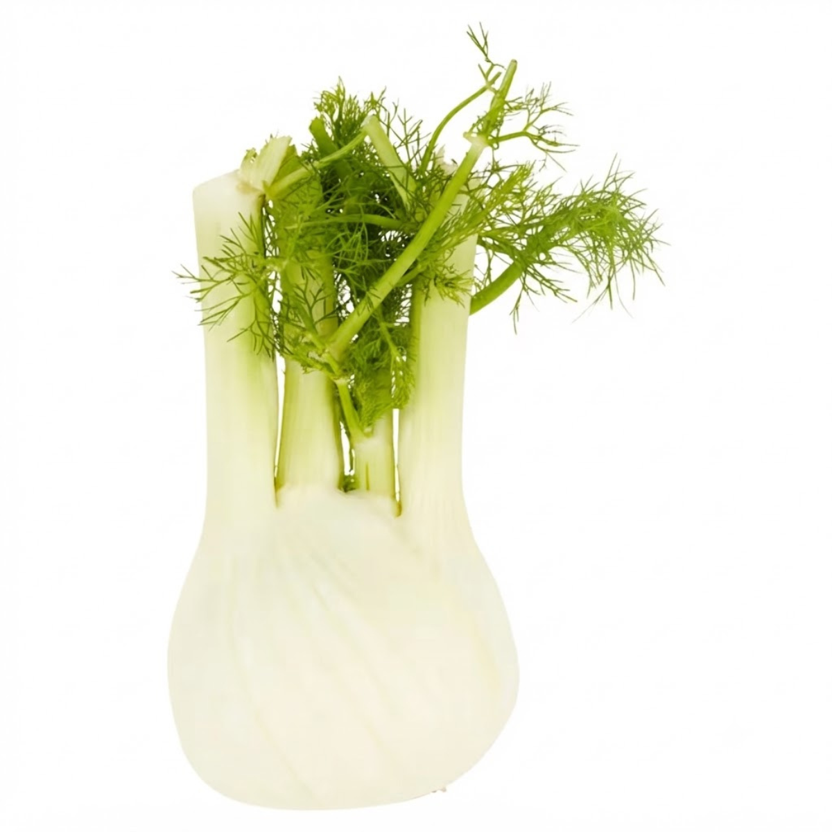 Fennel pack of 1