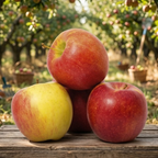 Organic Seasonal Apples