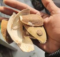 Mount Elephant Dried Orange Peels – Natural Citrus Snack & Cooking Ingredient